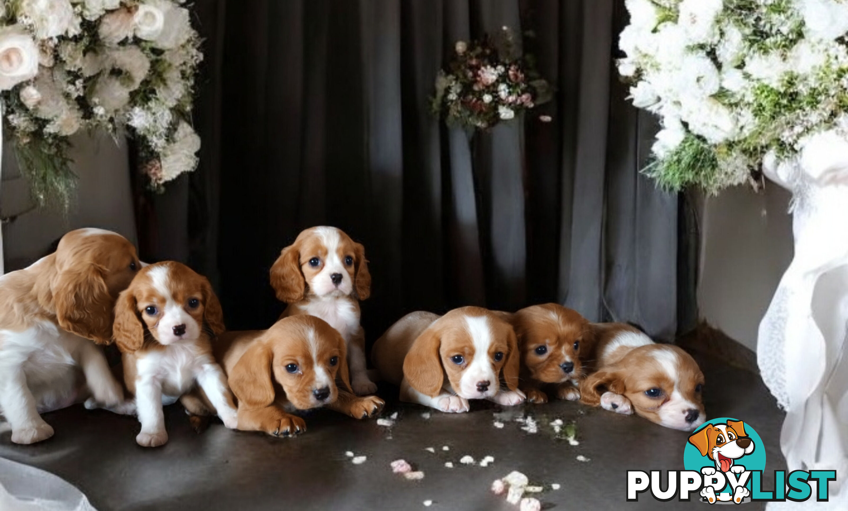 ADORABLE BEAGLIER PUPPIES  