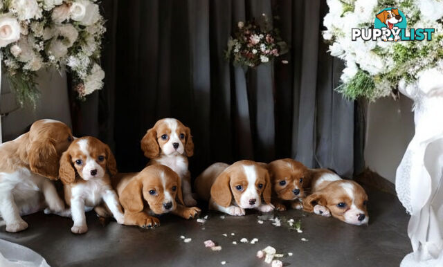 ADORABLE BEAGLIER PUPPIES  