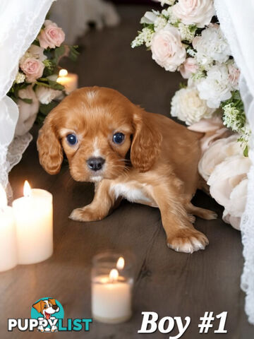 ADORABLE BEAGLIER PUPPIES  