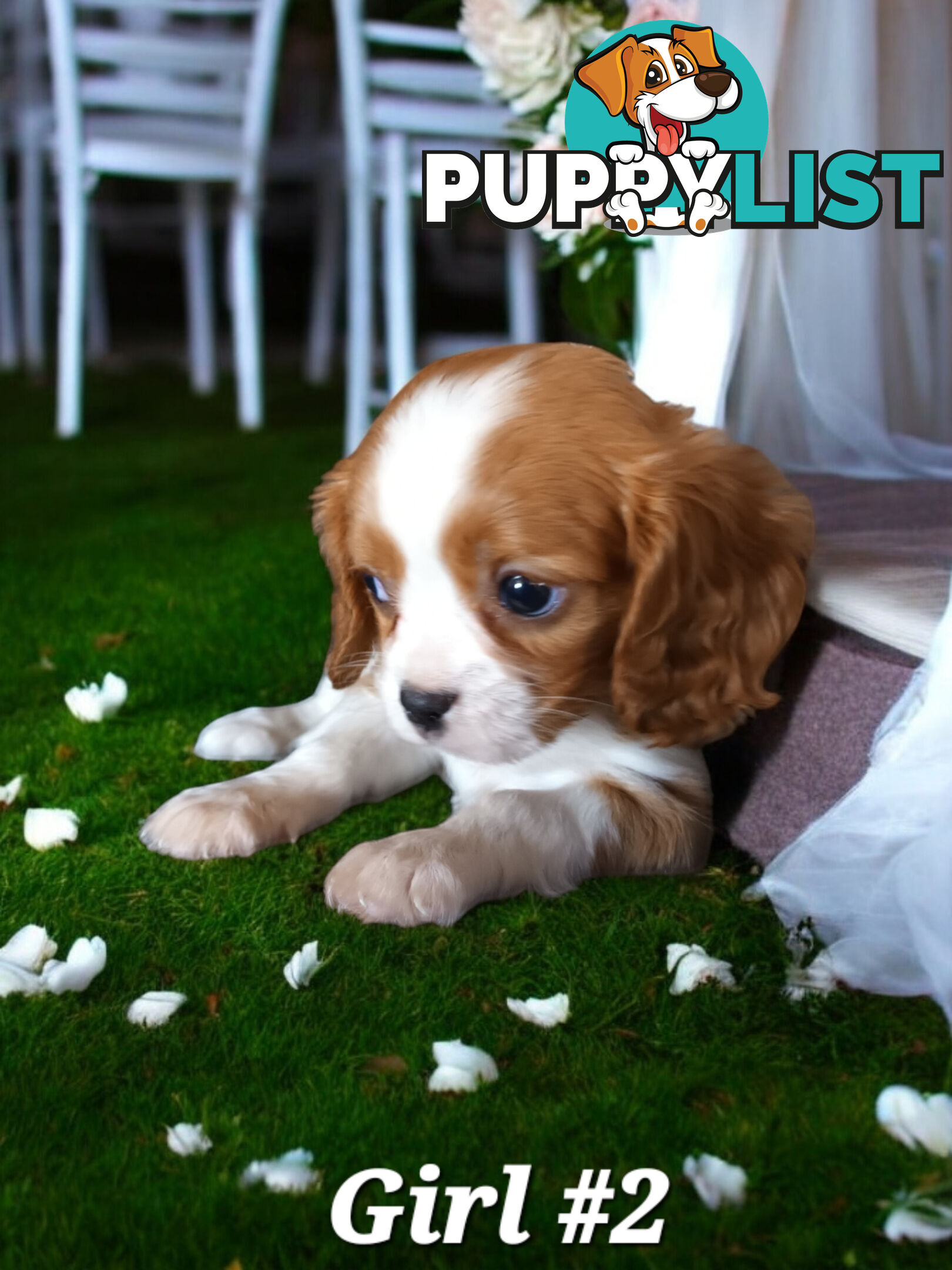 ADORABLE BEAGLIER PUPPIES  