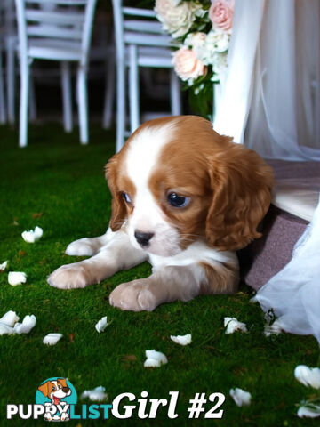 ADORABLE BEAGLIER PUPPIES  