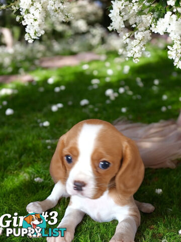 ADORABLE BEAGLIER PUPPIES  