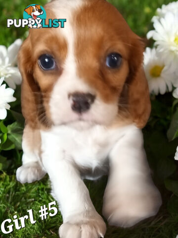 ADORABLE BEAGLIER PUPPIES  