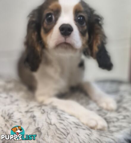 ADORABLE FUN-LOVING BEAGLIER PUPPIES
