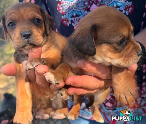 STUNNING BEAGLIER PUPPIES COMING SOON!!!!