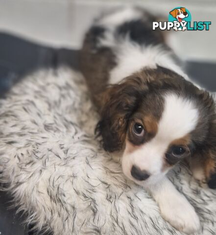 ADORABLE FUN-LOVING BEAGLIER PUPPIES