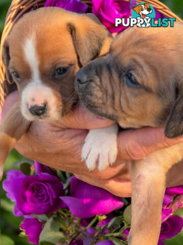 STUNNING BEAGLIER PUPPIES COMING SOON!!!!