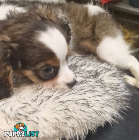 ADORABLE FUN-LOVING BEAGLIER PUPPIES