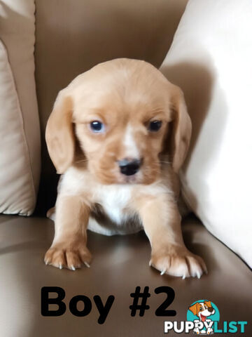 STUNNING BEAGLIER PUPPIES COMING SOON!!!