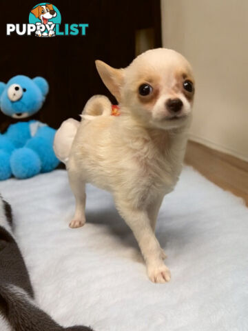 GORGEOUS  POMCHI PUPPIES