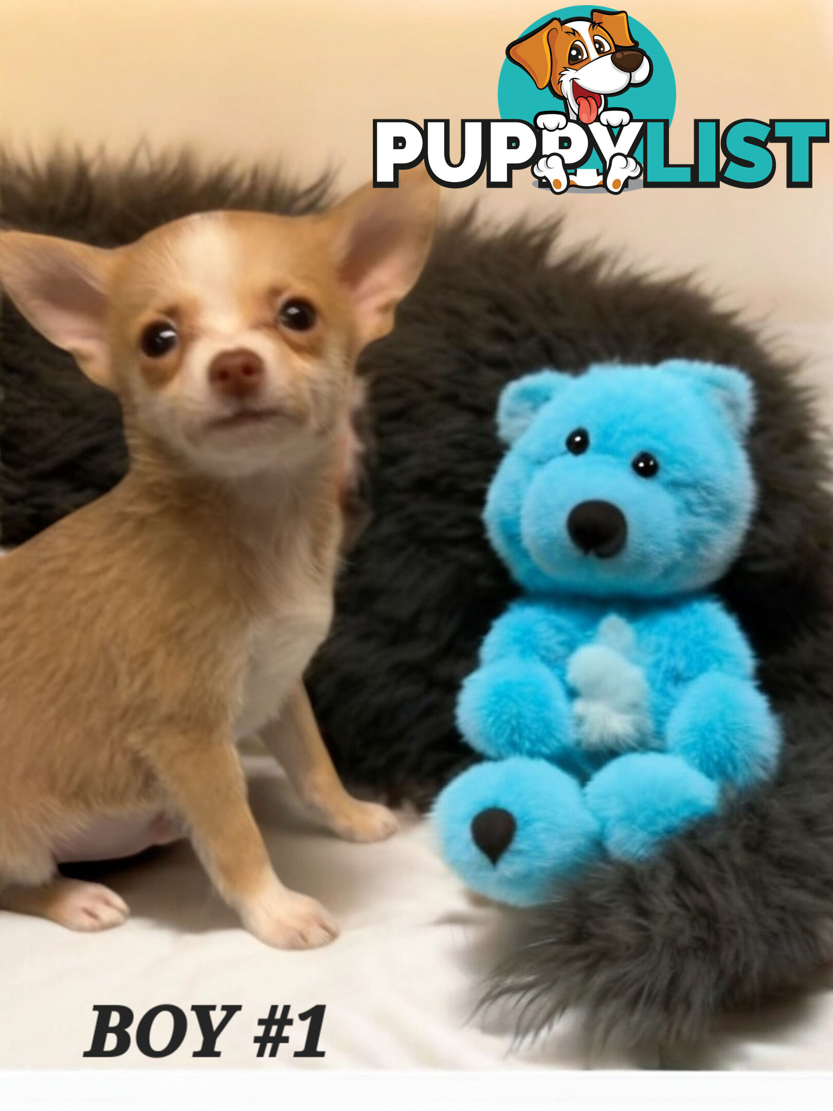 GORGEOUS  POMCHI PUPPIES