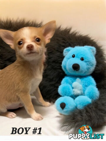 GORGEOUS  POMCHI PUPPIES