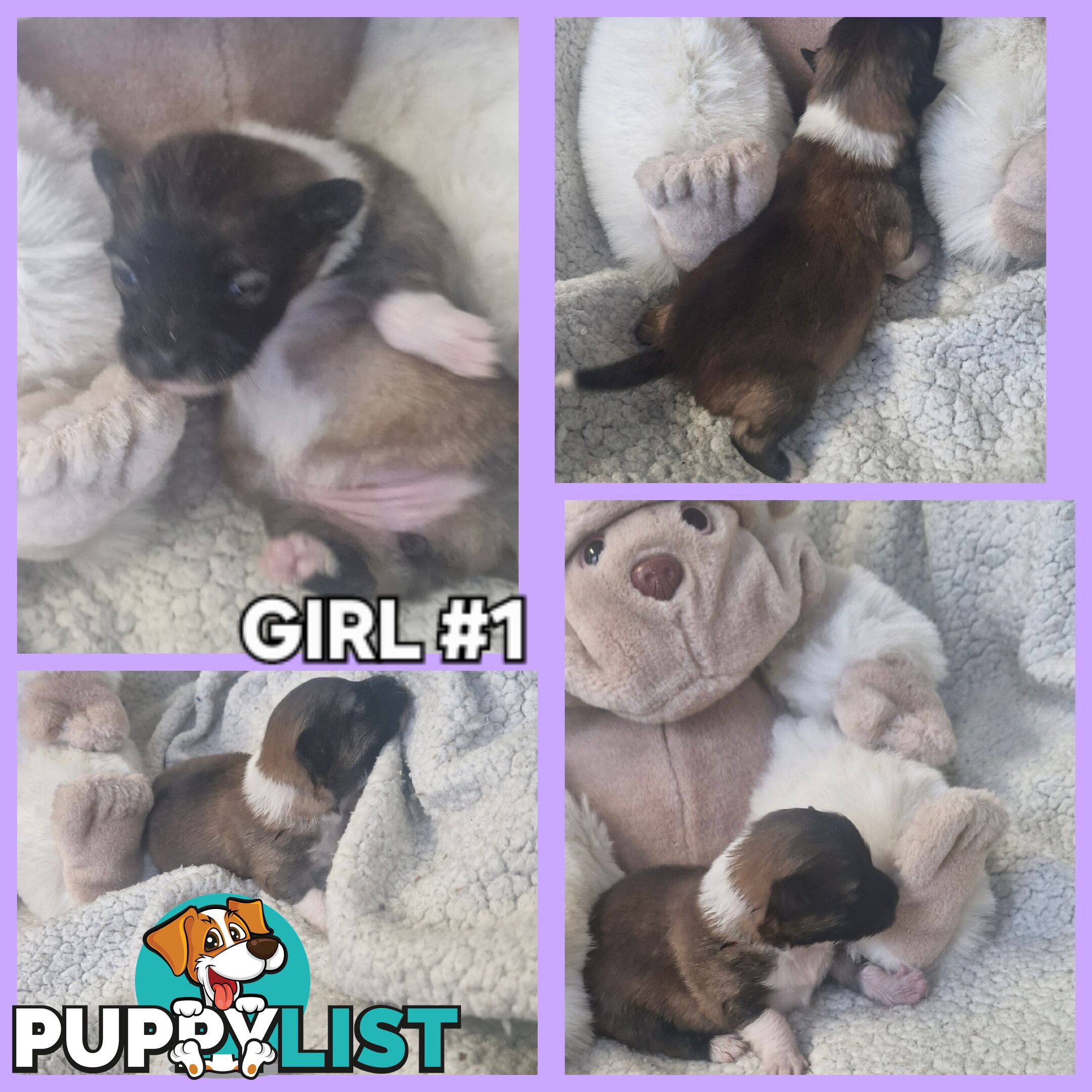 GORGEOUS TINY  POMCHI PUPPIES COMING SOON!!!!