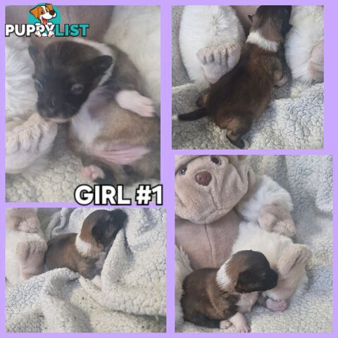 GORGEOUS TINY  POMCHI PUPPIES COMING SOON!!!!