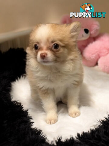 GORGEOUS  POMCHI PUPPIES