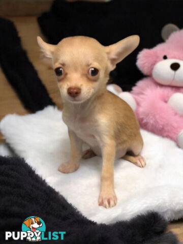 GORGEOUS  POMCHI PUPPIES