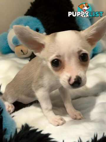 GORGEOUS  POMCHI PUPPIES