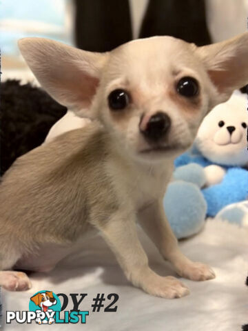 GORGEOUS  POMCHI PUPPIES