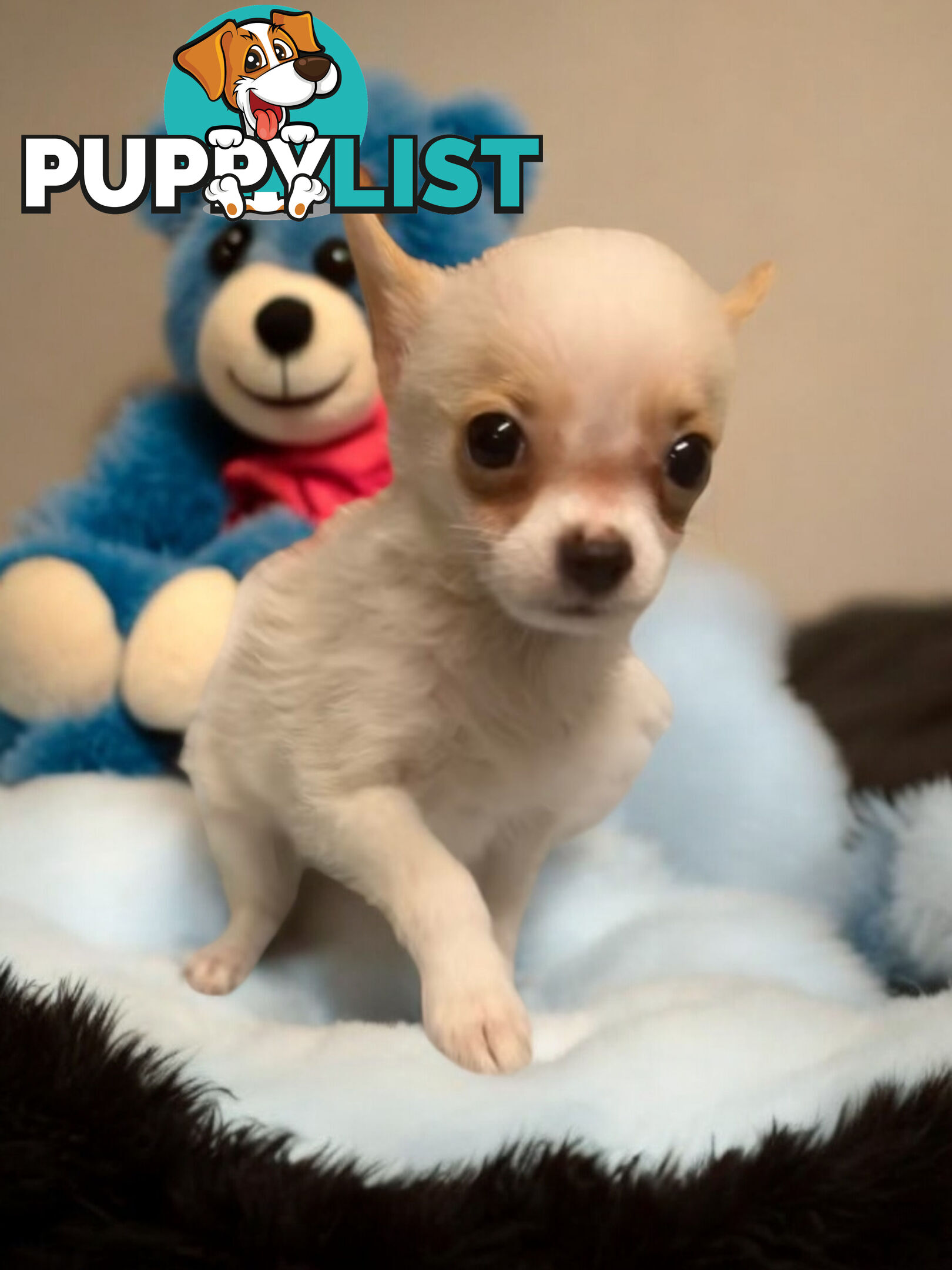 GORGEOUS  POMCHI PUPPIES