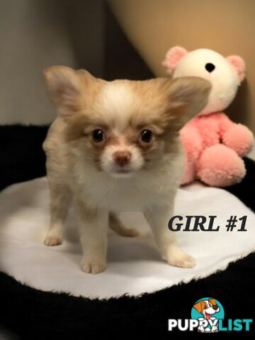 GORGEOUS  POMCHI PUPPIES