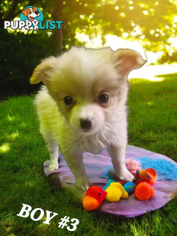 GORGEOUS  POMCHI PUPPIES