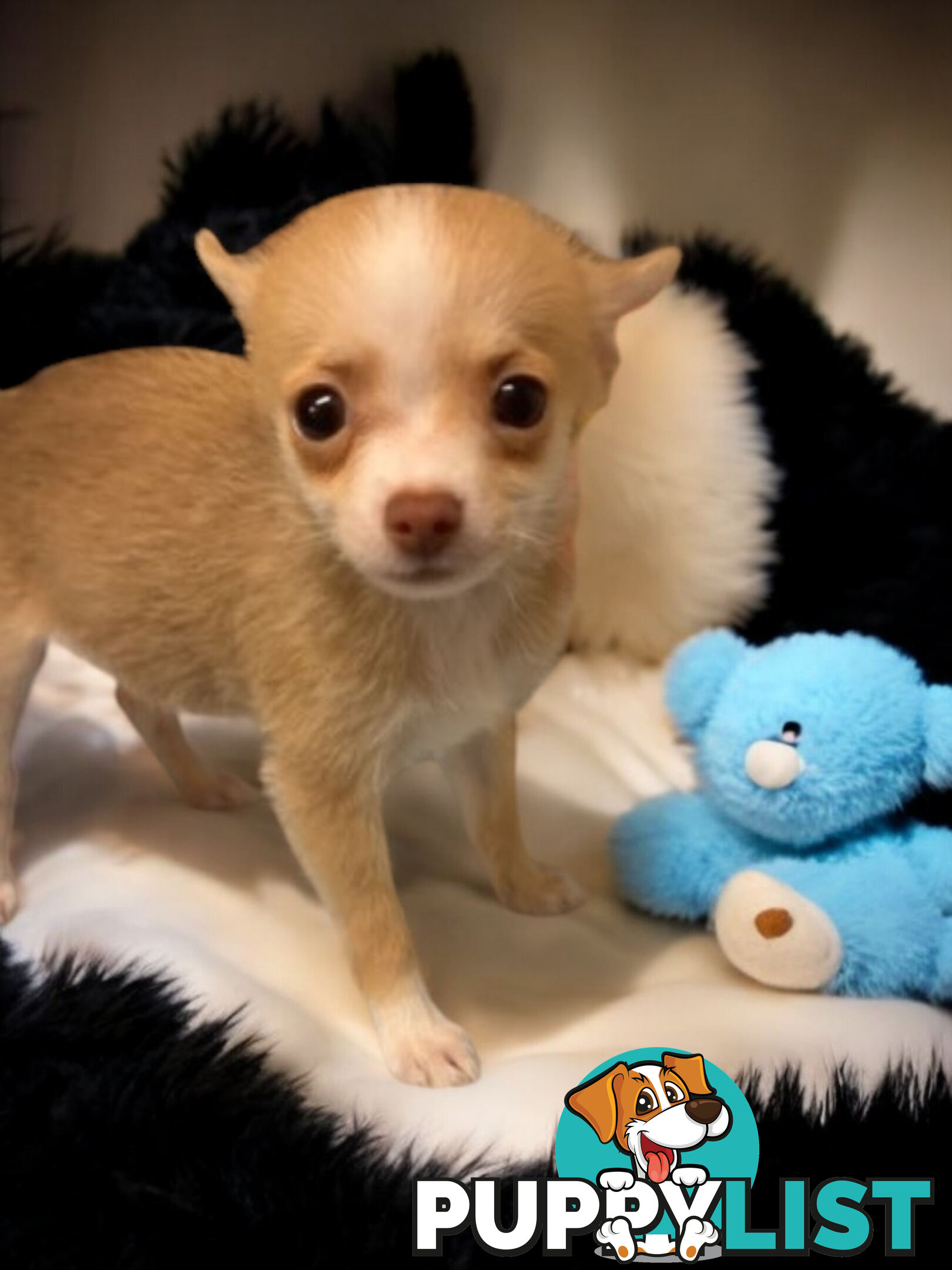 GORGEOUS  POMCHI PUPPIES