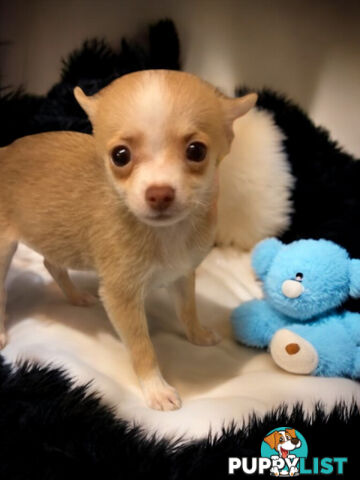 GORGEOUS  POMCHI PUPPIES