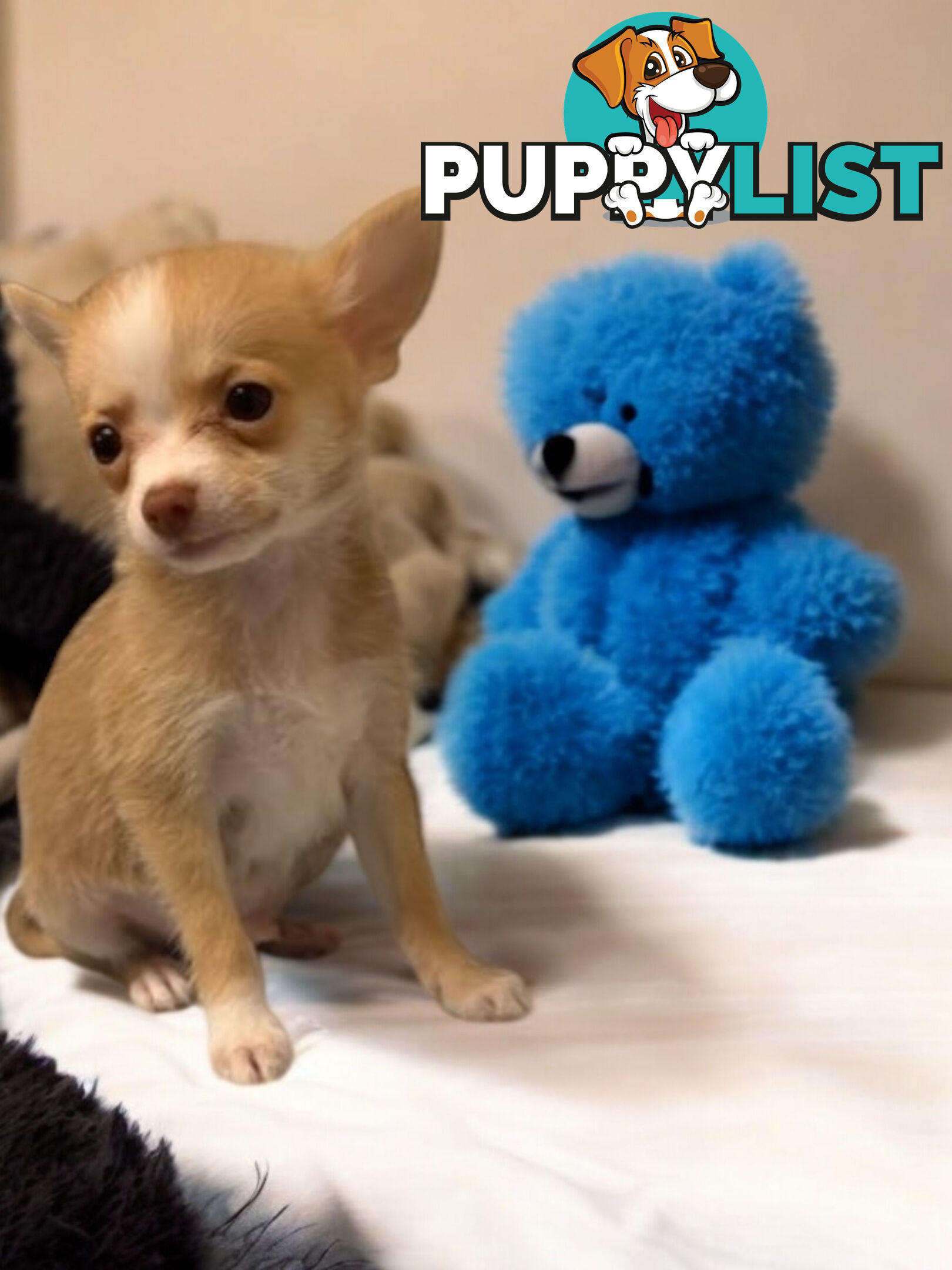 GORGEOUS  POMCHI PUPPIES