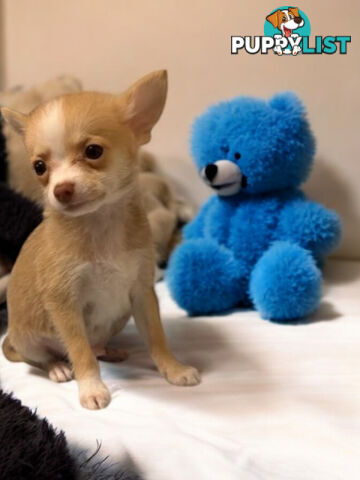 GORGEOUS  POMCHI PUPPIES