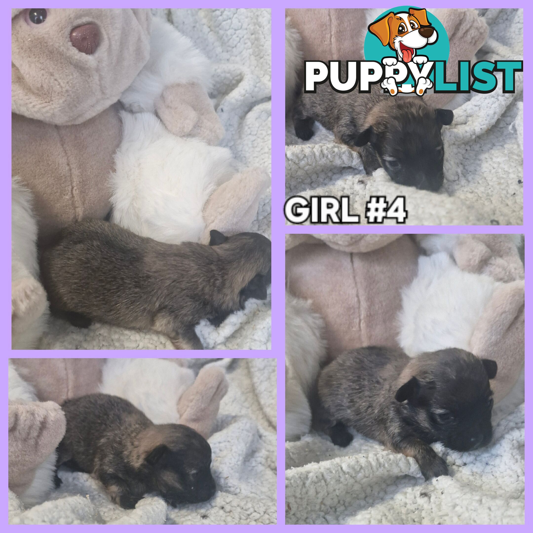 GORGEOUS TINY  POMCHI PUPPIES COMING SOON!!!!