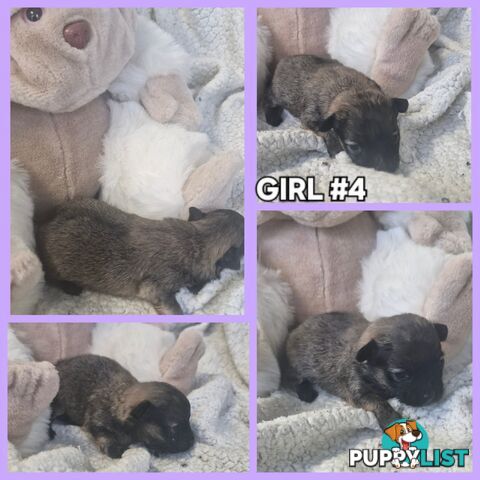 GORGEOUS TINY  POMCHI PUPPIES COMING SOON!!!!