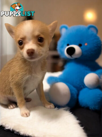 GORGEOUS  POMCHI PUPPIES