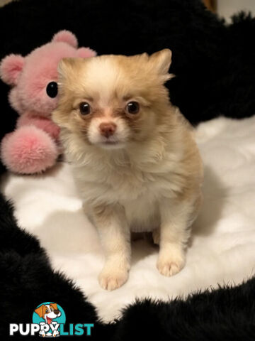 GORGEOUS  POMCHI PUPPIES