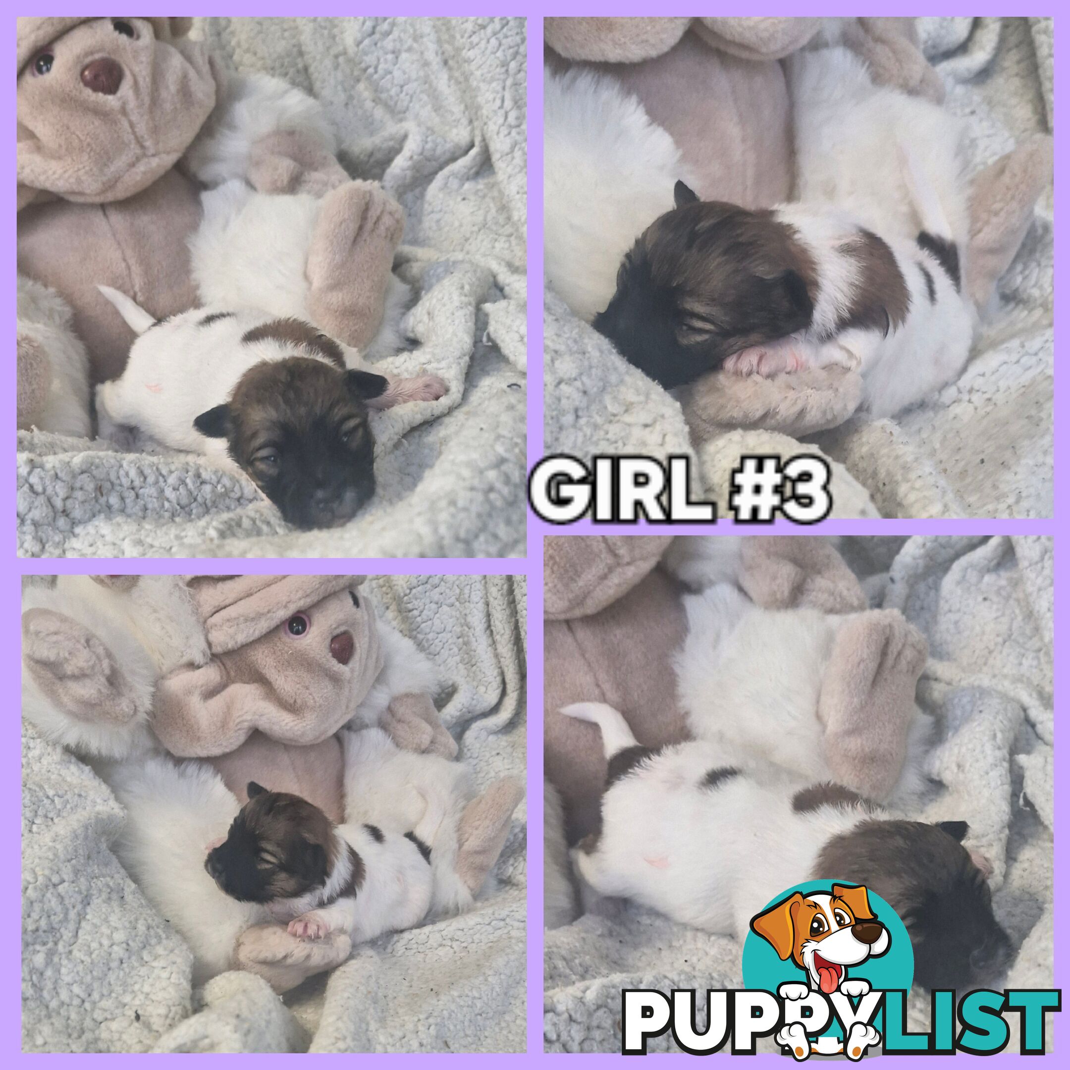 GORGEOUS TINY  POMCHI PUPPIES COMING SOON!!!!