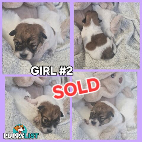 GORGEOUS TINY  POMCHI PUPPIES COMING SOON!!!!