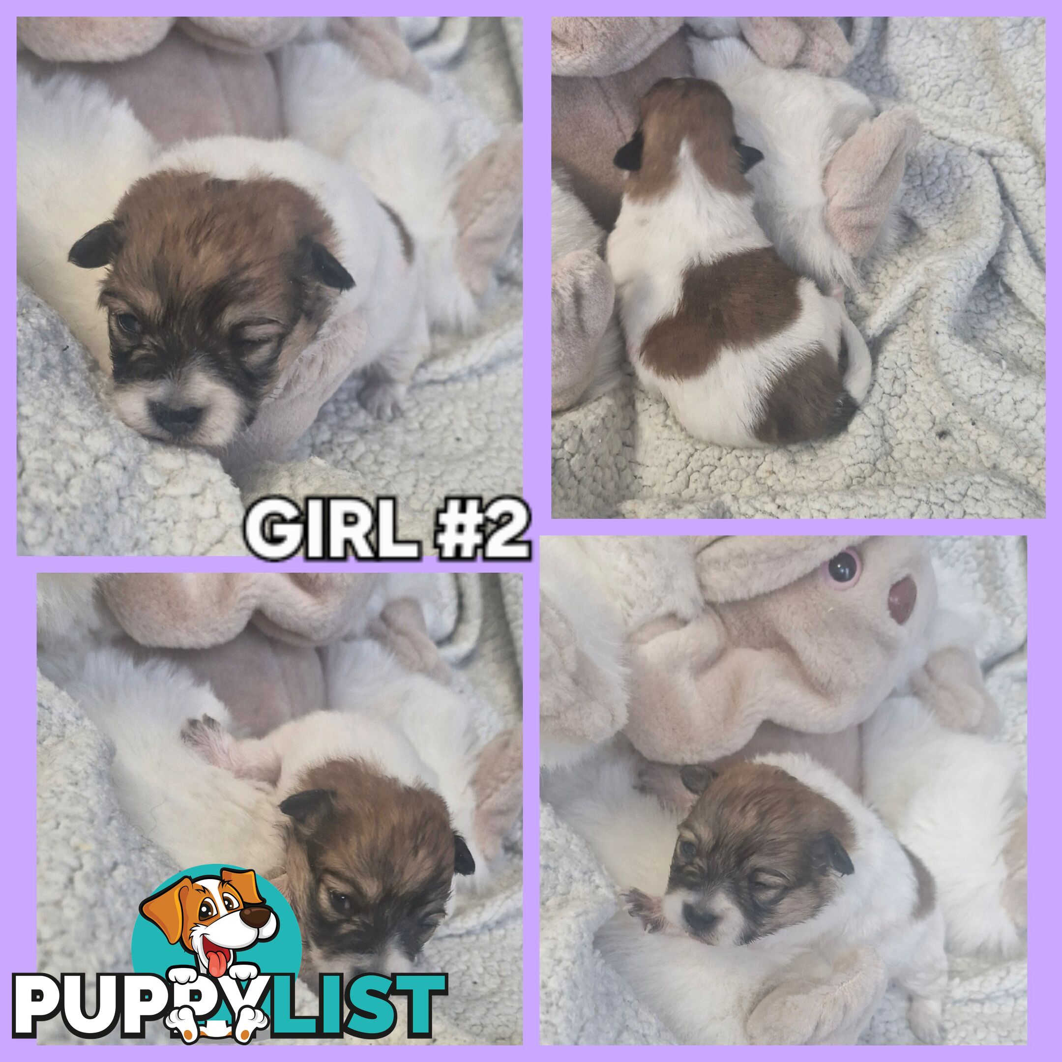 GORGEOUS TINY  POMCHI PUPPIES COMING SOON!!!!