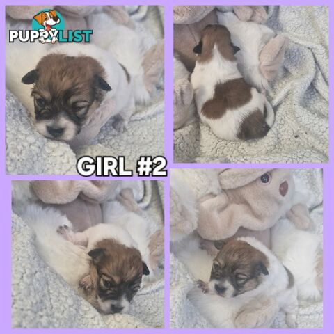 GORGEOUS TINY  POMCHI PUPPIES COMING SOON!!!!