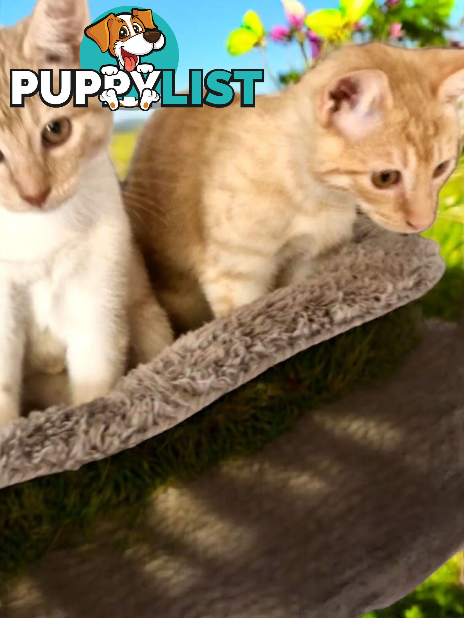 DOMESTIC SHORT HAIR KITTENS