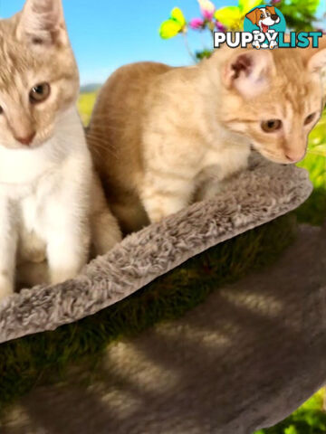 DOMESTIC SHORT HAIR KITTENS