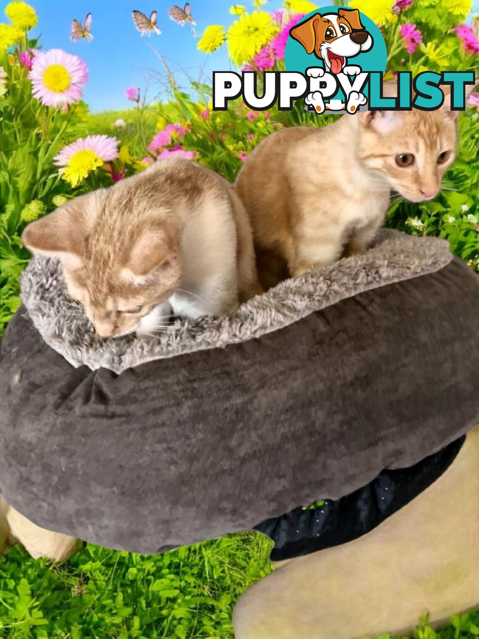 DOMESTIC SHORT HAIR KITTENS