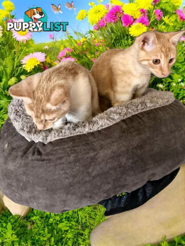DOMESTIC SHORT HAIR KITTENS