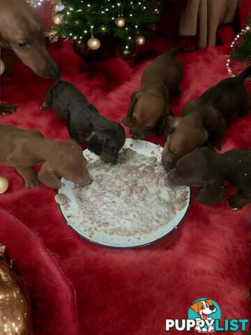 STUNNING  MINIATURE DACHSHUND PUPPIES 