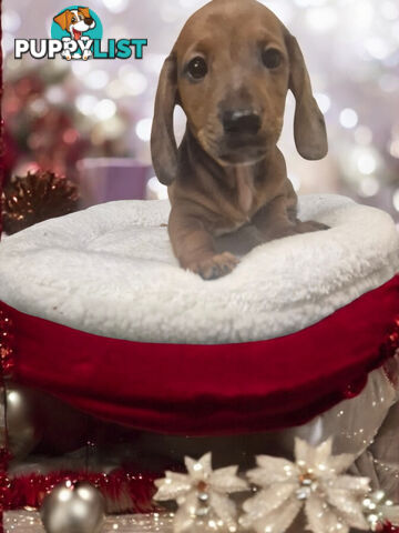 STUNNING  MINIATURE DACHSHUND PUPPIES 