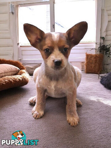 STUMPY CATTLE DOG X PUPPIES