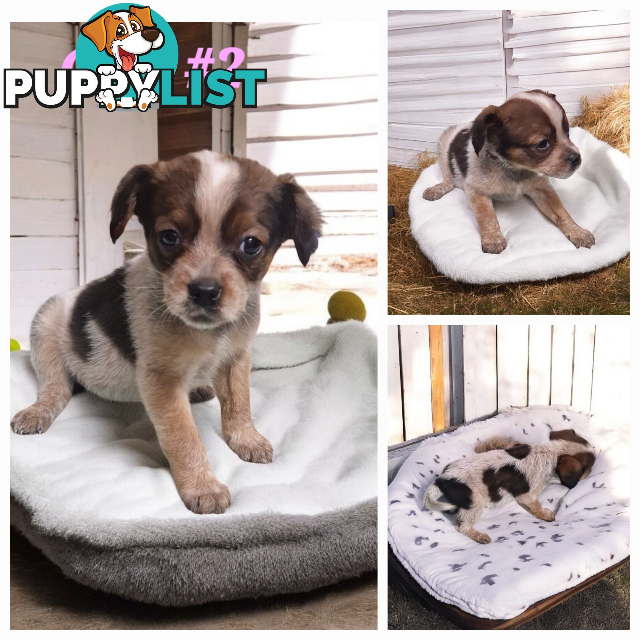 STUMPY CATTLE DOG X PUPPIES