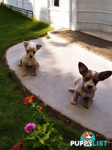 STUMPY CATTLE DOG X PUPPIES