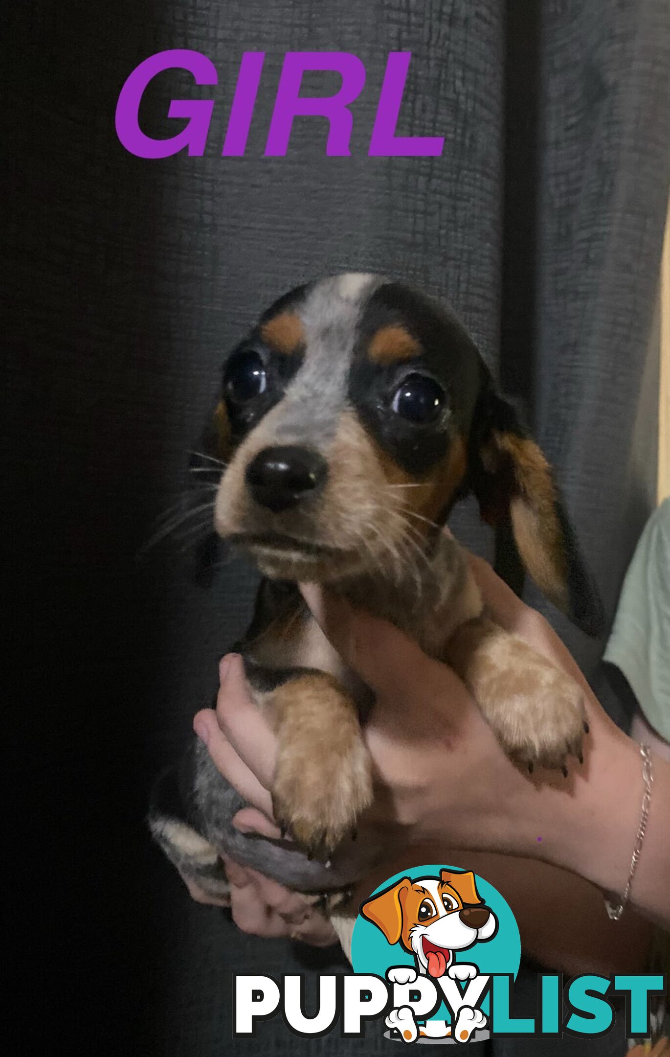 GORGEOUS DASHALIER PUPPIES COMIMG SOON