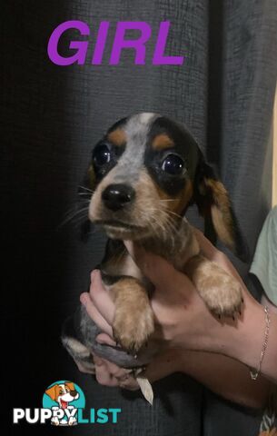 GORGEOUS DASHALIER PUPPIES COMIMG SOON