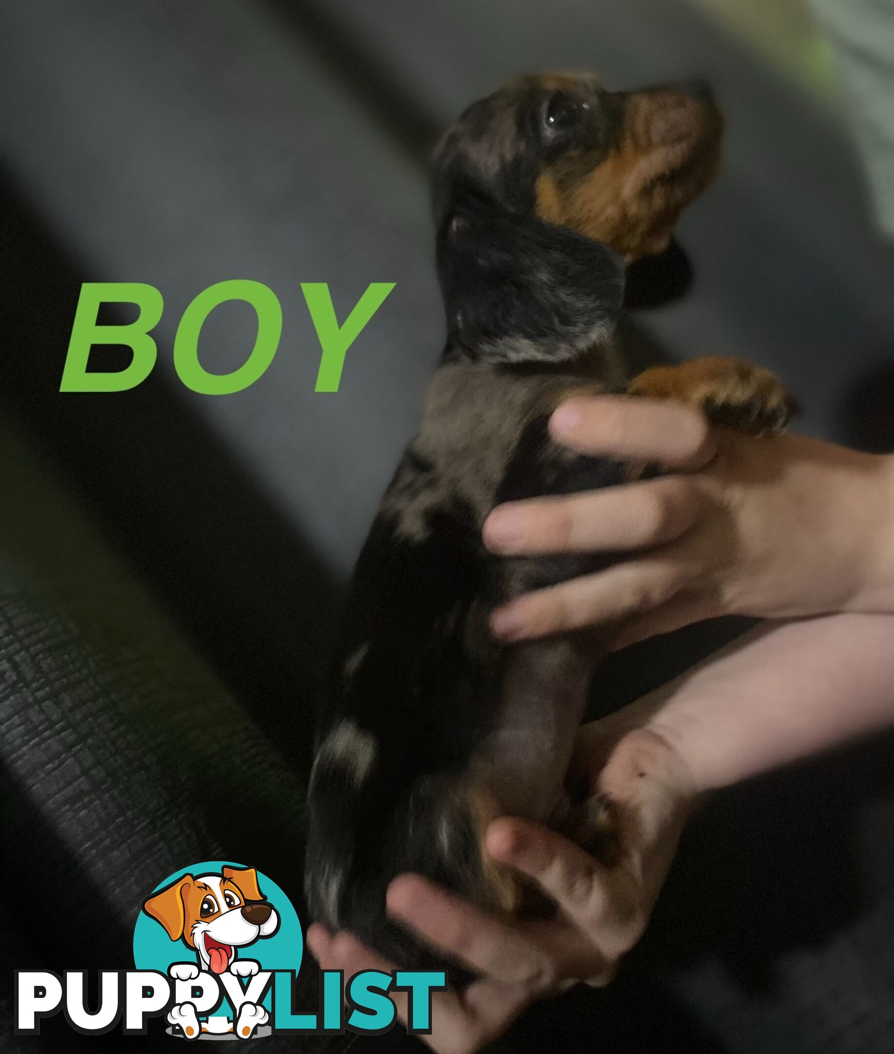 GORGEOUS DASHALIER PUPPIES COMIMG SOON
