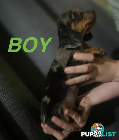 GORGEOUS DASHALIER PUPPIES COMIMG SOON